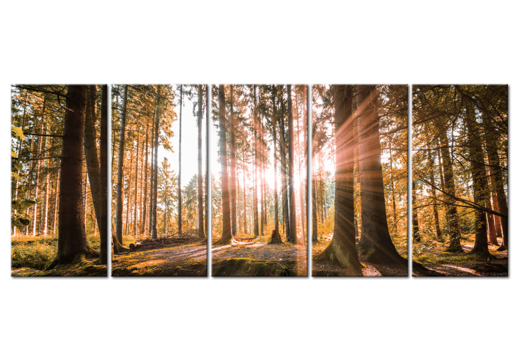 Canvas Beauty of Forest Nature (5-piece) - Sunny Landscape of Trees on Canvas 98558