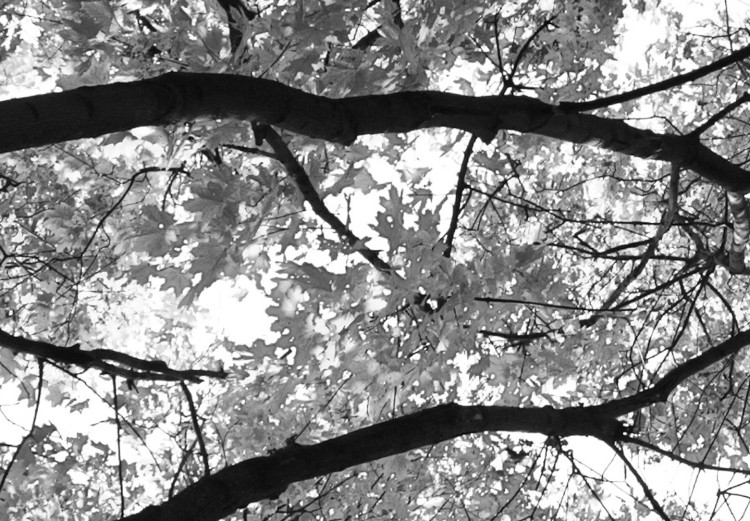 Canvas Tree crowns - black and white photography of the forest, trees and sky 123468 additionalImage 5