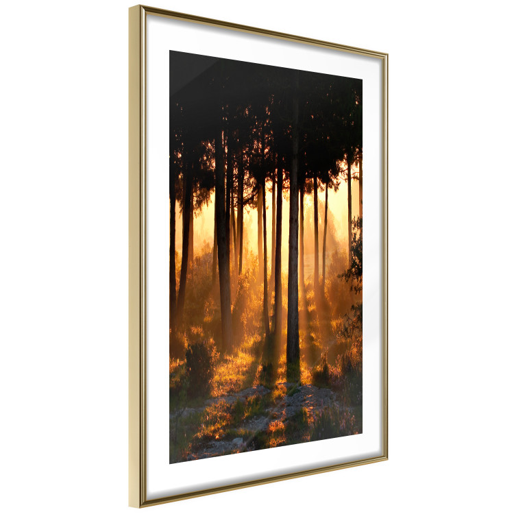 Poster Honeyed Forest - forest landscape with setting sunlight 124968 additionalImage 8