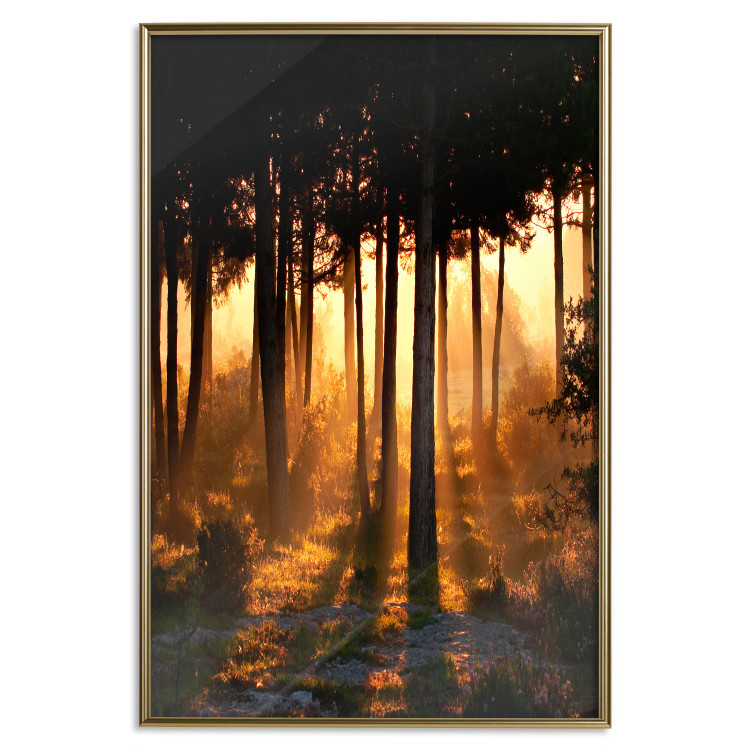 Poster Honeyed Forest - forest landscape with setting sunlight 124968 additionalImage 20