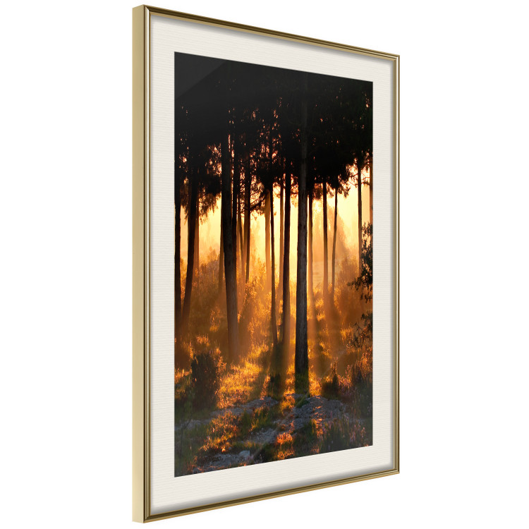 Poster Honeyed Forest - forest landscape with setting sunlight 124968 additionalImage 2