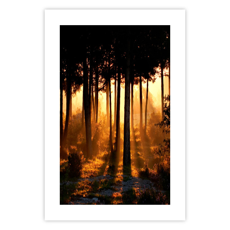 Poster Honeyed Forest - forest landscape with setting sunlight 124968 additionalImage 25