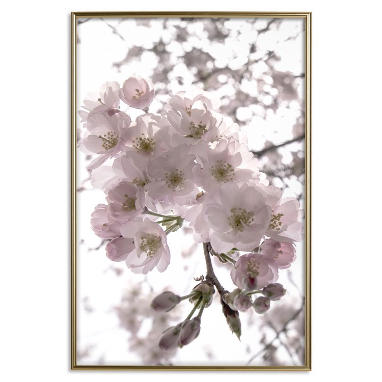 Poster Cherry Blossoms - tree with pink flowers on a contrasting white background 125868 additionalImage 20