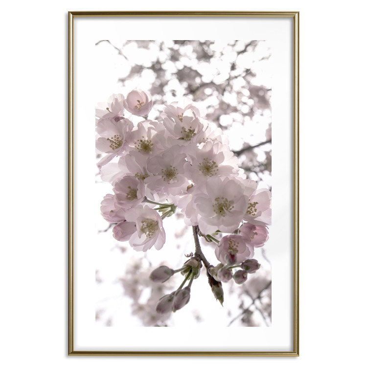 Poster Cherry Blossoms - tree with pink flowers on a contrasting white background 125868 additionalImage 14