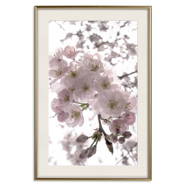 Poster Cherry Blossoms - tree with pink flowers on a contrasting white background 125868 additionalImage 19