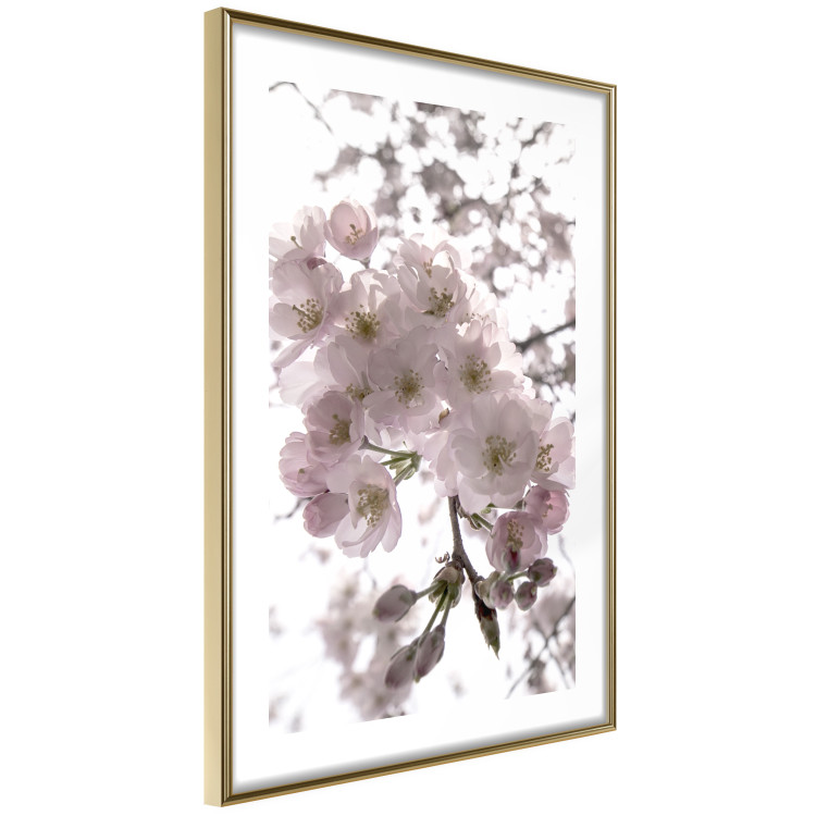 Poster Cherry Blossoms - tree with pink flowers on a contrasting white background 125868 additionalImage 6