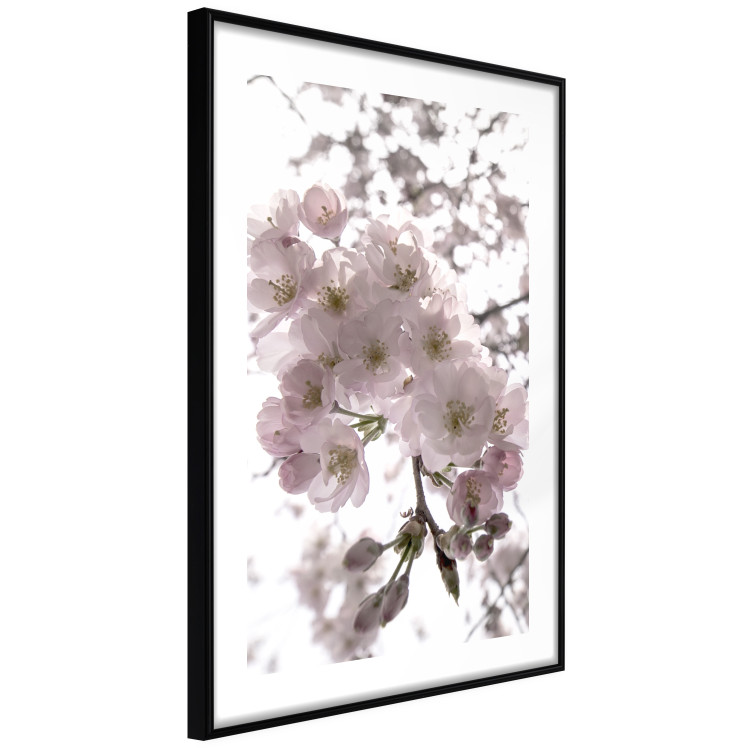 Poster Cherry Blossoms - tree with pink flowers on a contrasting white background 125868 additionalImage 13