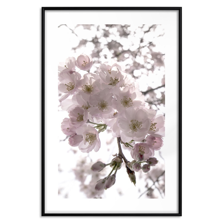 Poster Cherry Blossoms - tree with pink flowers on a contrasting white background 125868 additionalImage 17