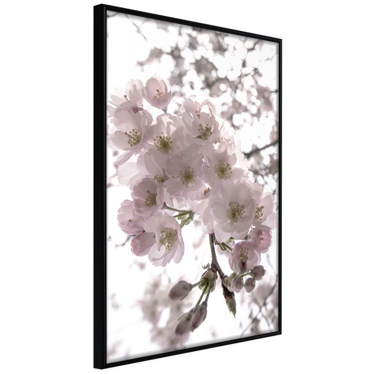 Poster Cherry Blossoms - tree with pink flowers on a contrasting white background 125868 additionalImage 12