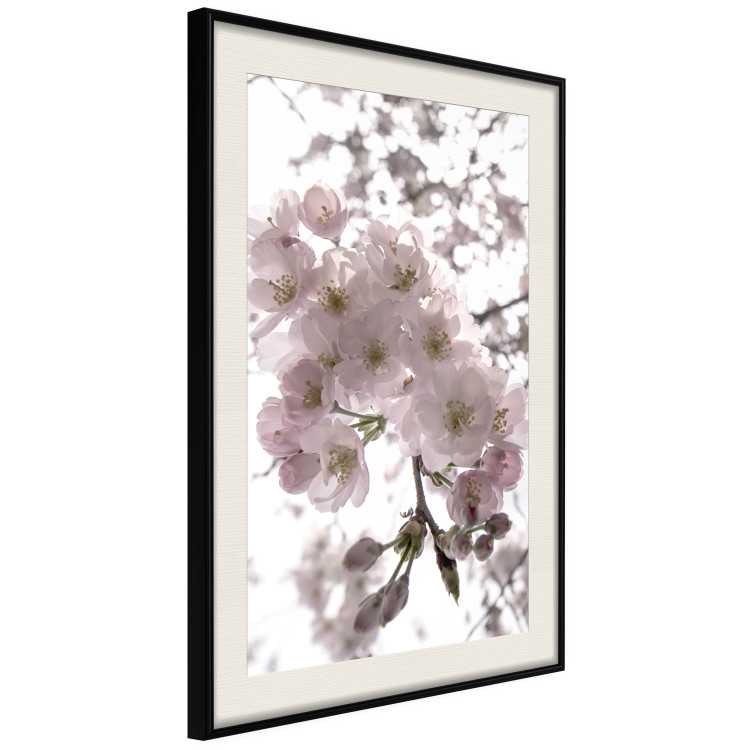 Poster Cherry Blossoms - tree with pink flowers on a contrasting white background 125868 additionalImage 3