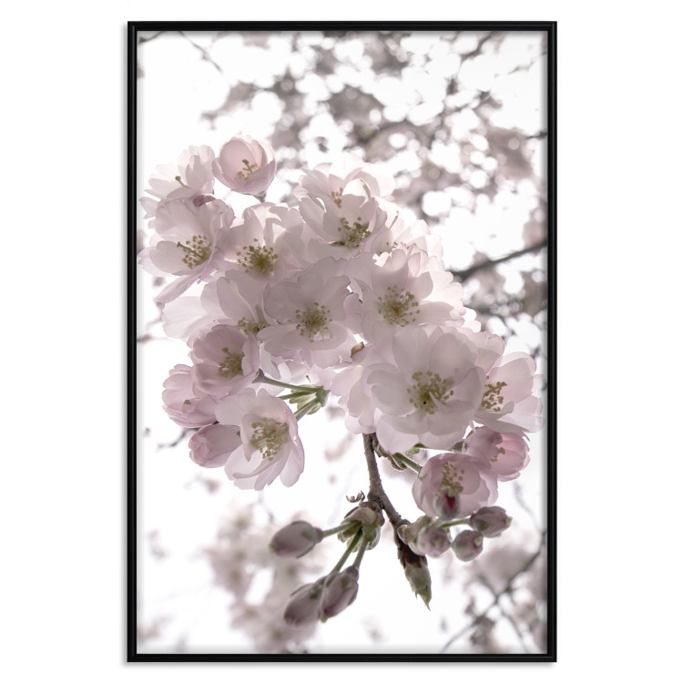Poster Cherry Blossoms - tree with pink flowers on a contrasting white background 125868 additionalImage 24