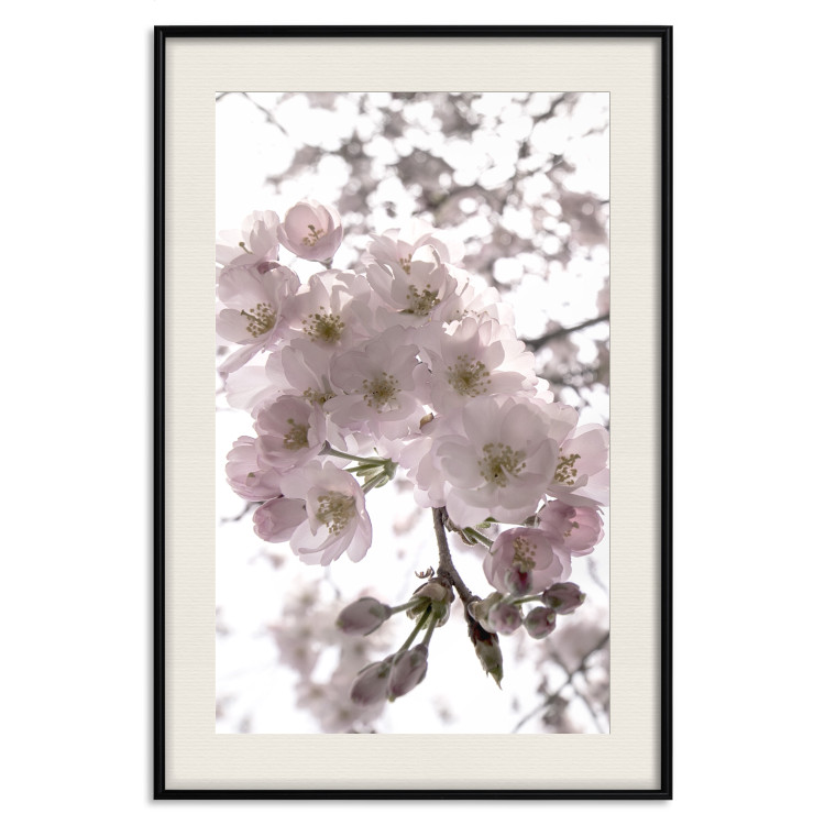 Poster Cherry Blossoms - tree with pink flowers on a contrasting white background 125868 additionalImage 18