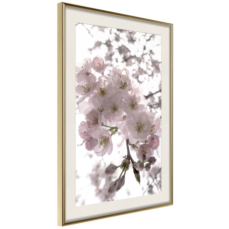 Poster Cherry Blossoms - tree with pink flowers on a contrasting white background 125868 additionalImage 2