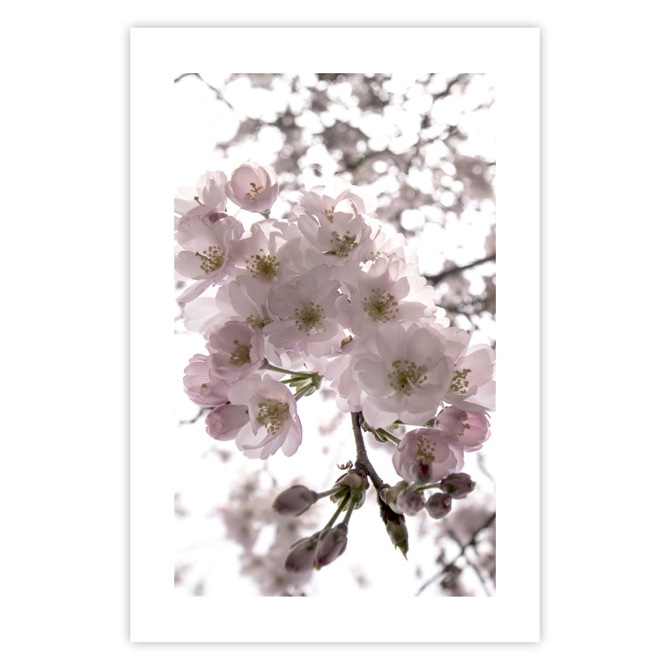 Poster Cherry Blossoms - tree with pink flowers on a contrasting white background 125868 additionalImage 19