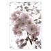 Poster Cherry Blossoms - tree with pink flowers on a contrasting white background 125868