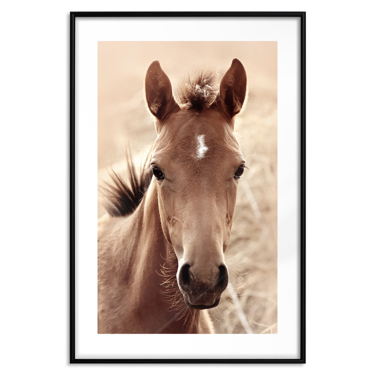 Wall Poster Bright Mane - portrait of a brown animal against a golden nature background 126868 additionalImage 19