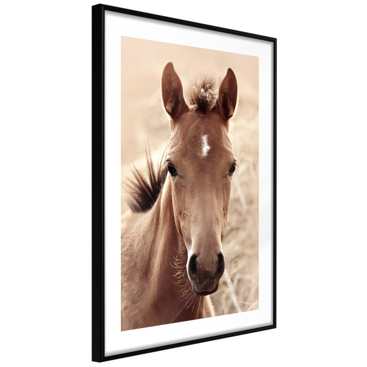 Wall Poster Bright Mane - portrait of a brown animal against a golden nature background 126868 additionalImage 6