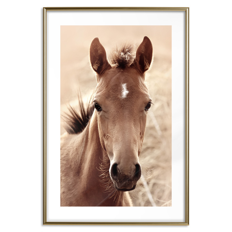 Wall Poster Bright Mane - portrait of a brown animal against a golden nature background 126868 additionalImage 18