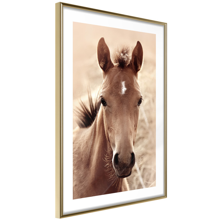 Wall Poster Bright Mane - portrait of a brown animal against a golden nature background 126868 additionalImage 7