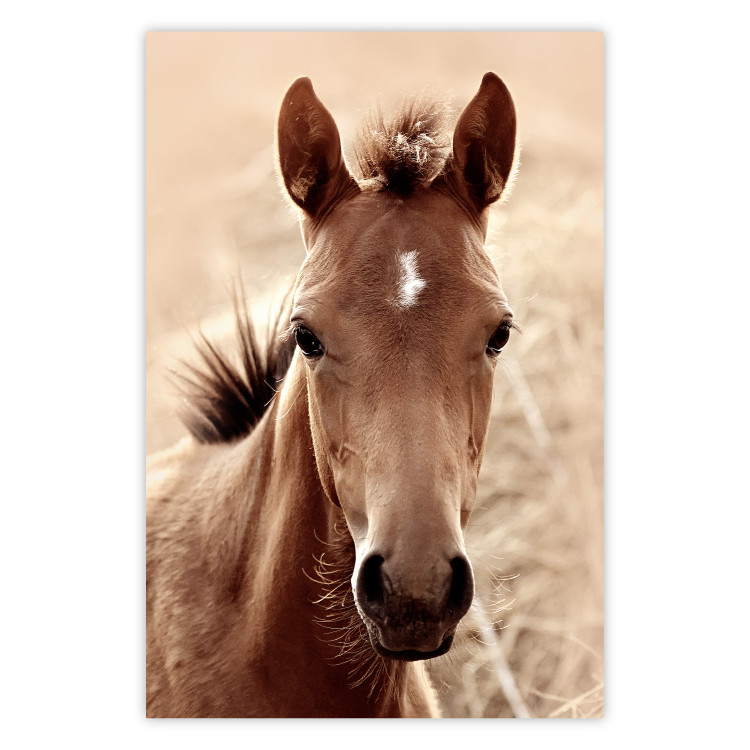 Wall Poster Bright Mane - portrait of a brown animal against a golden nature background 126868