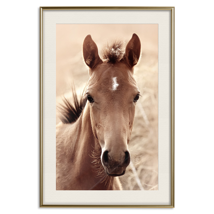 Wall Poster Bright Mane - portrait of a brown animal against a golden nature background 126868 additionalImage 26