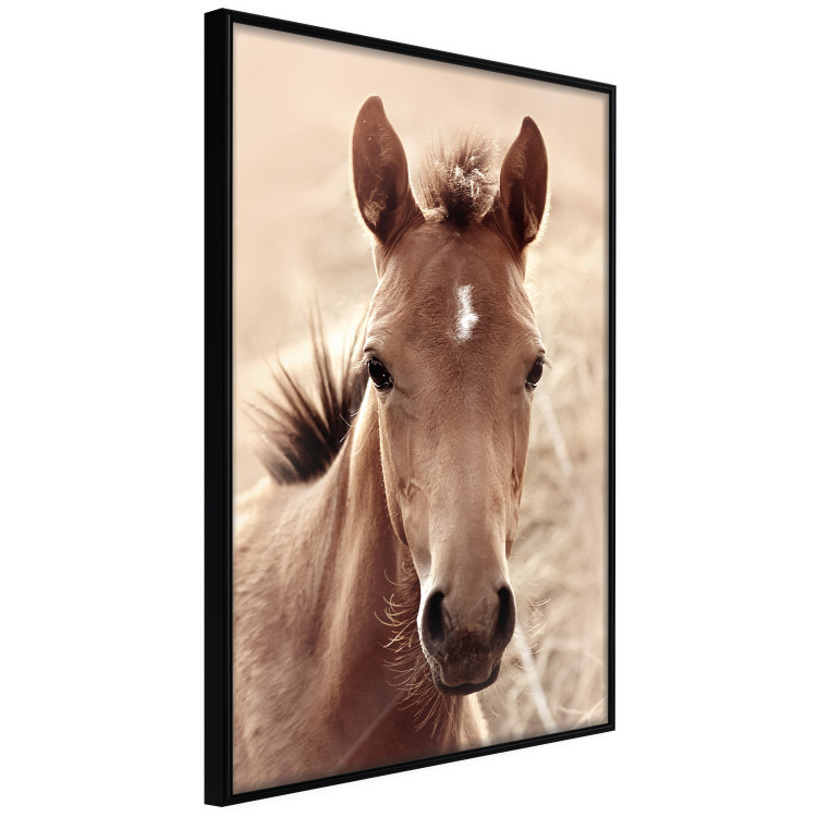 Wall Poster Bright Mane - portrait of a brown animal against a golden nature background 126868 additionalImage 11