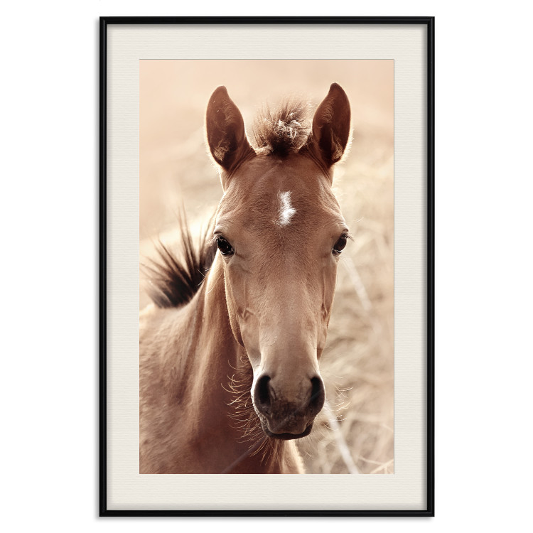 Wall Poster Bright Mane - portrait of a brown animal against a golden nature background 126868 additionalImage 27