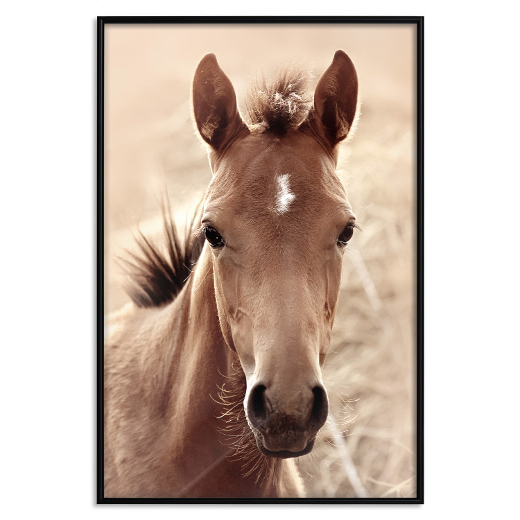 Wall Poster Bright Mane - portrait of a brown animal against a golden nature background 126868 additionalImage 16