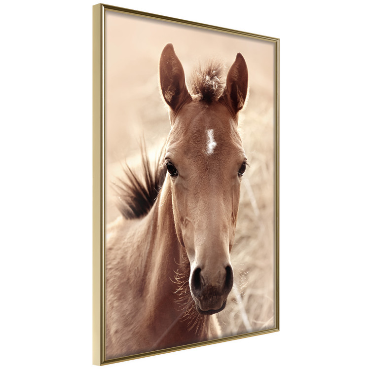 Wall Poster Bright Mane - portrait of a brown animal against a golden nature background 126868 additionalImage 14