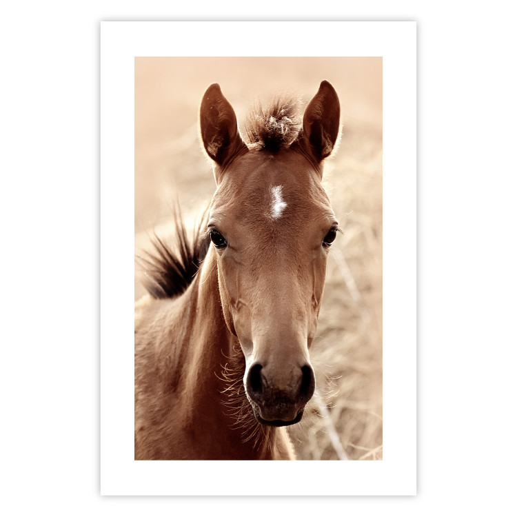 Wall Poster Bright Mane - portrait of a brown animal against a golden nature background 126868 additionalImage 20