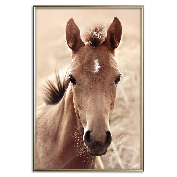 Wall Poster Bright Mane - portrait of a brown animal against a golden nature background 126868 additionalImage 15