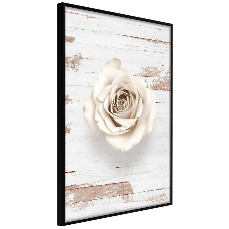 Poster Pastel Whirl - white rose flower on background of light wooden planks 128068 additionalImage 11