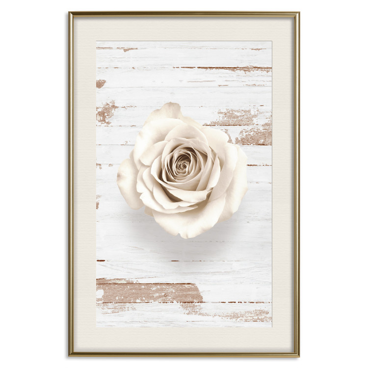 Poster Pastel Whirl - white rose flower on background of light wooden planks 128068 additionalImage 20