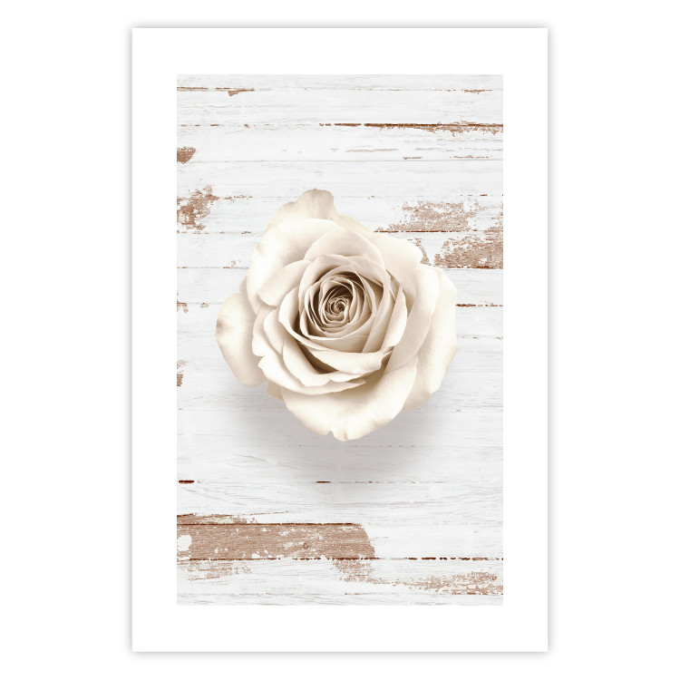 Poster Pastel Whirl - white rose flower on background of light wooden planks 128068 additionalImage 19