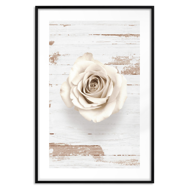 Poster Pastel Whirl - white rose flower on background of light wooden planks 128068 additionalImage 15