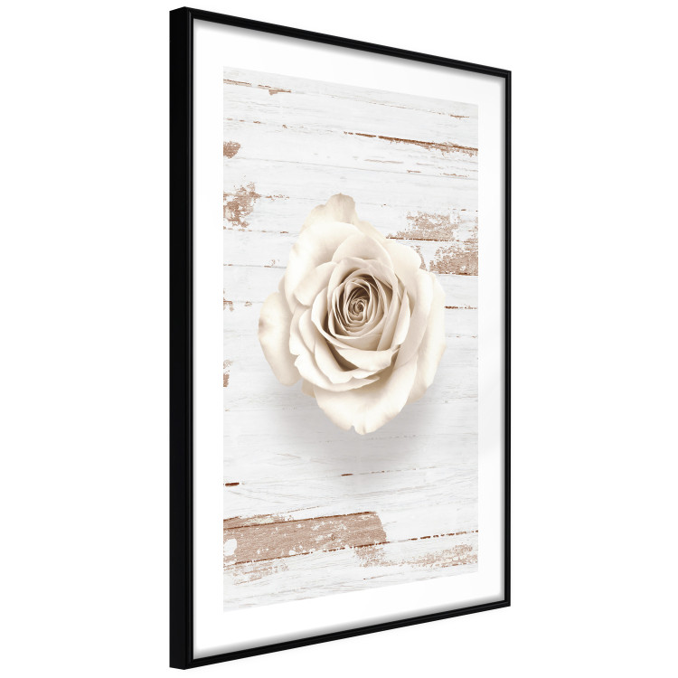 Poster Pastel Whirl - white rose flower on background of light wooden planks 128068 additionalImage 6