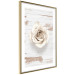 Poster Pastel Whirl - white rose flower on background of light wooden planks 128068 additionalThumb 7