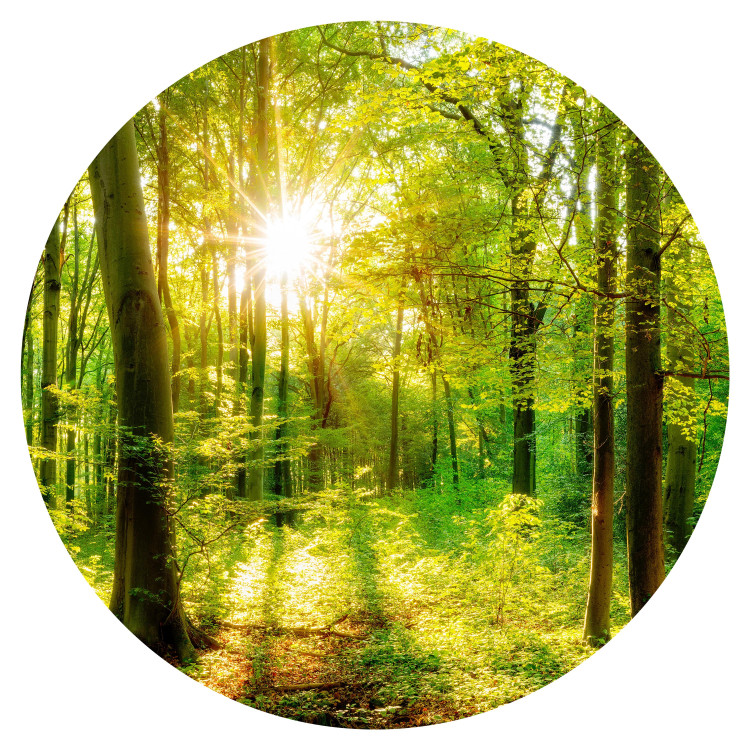 Round wallpaper Deciduous Forest - Spectacular Sunrise Between the Trees 149168 additionalImage 1