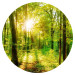 Round wallpaper Deciduous Forest - Spectacular Sunrise Between the Trees 149168 additionalThumb 1