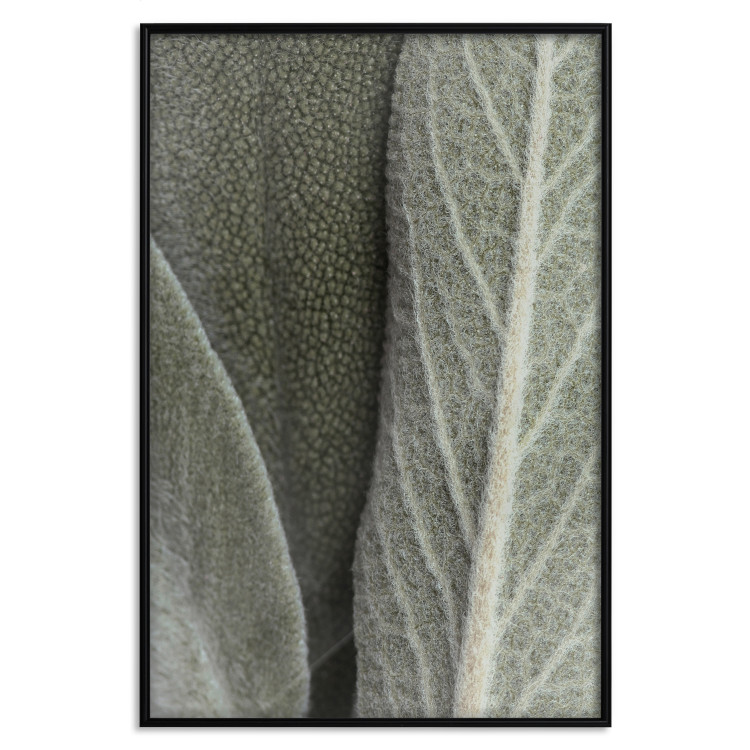 Poster Sage Plant - Close-up of Rough Leaves 150068 additionalImage 17