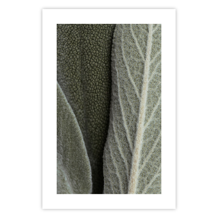 Poster Sage Plant - Close-up of Rough Leaves 150068 additionalImage 16