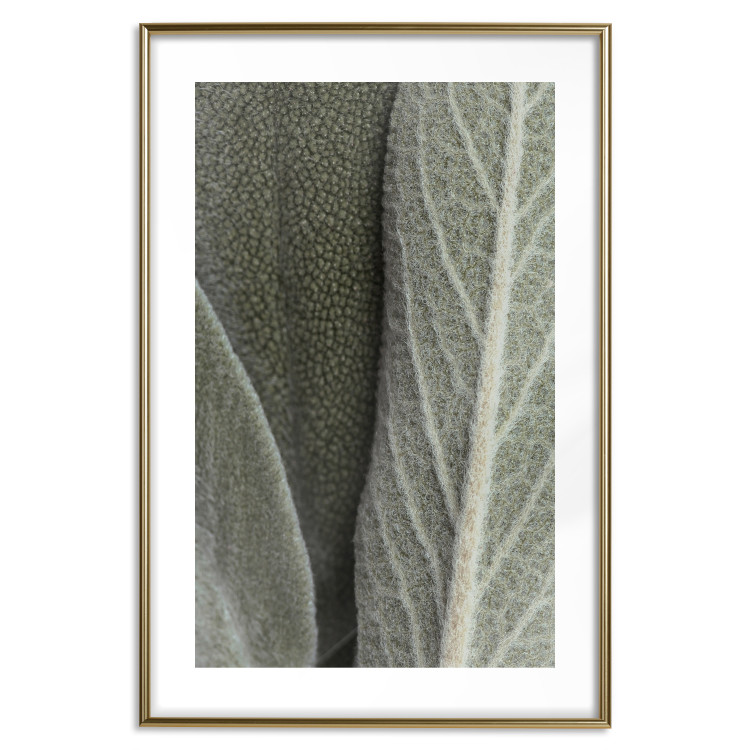 Poster Sage Plant - Close-up of Rough Leaves 150068 additionalImage 20