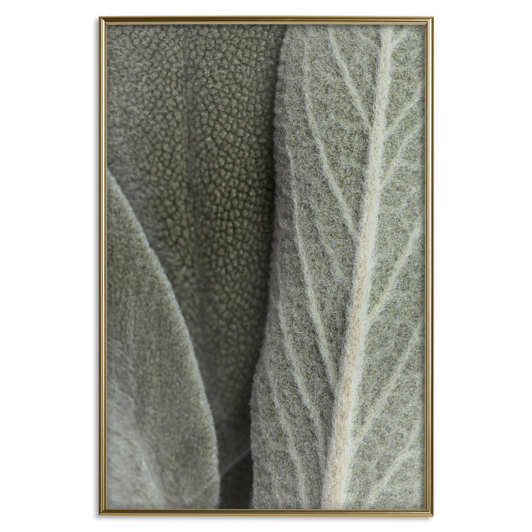 Poster Sage Plant - Close-up of Rough Leaves 150068 additionalImage 18