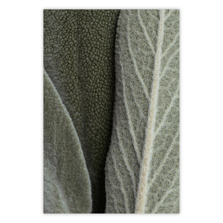 Poster Sage Plant - Close-up of Rough Leaves 150068