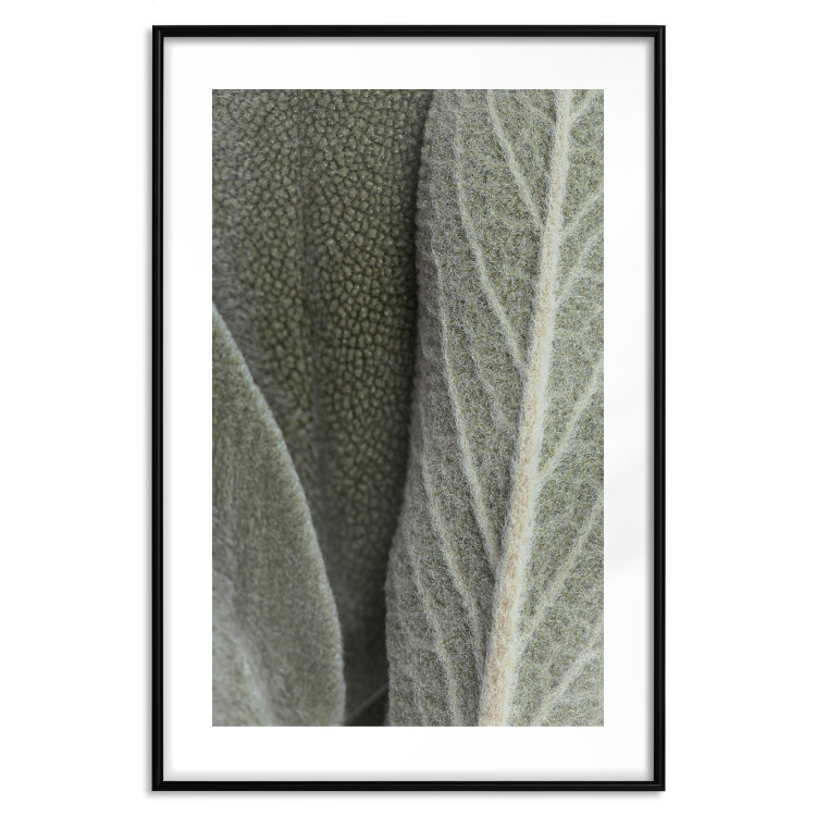 Poster Sage Plant - Close-up of Rough Leaves 150068 additionalImage 19