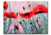 Canvas Just poppies - large red flowers on a natural plant background 48568