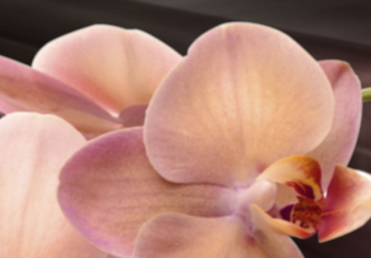 Canvas Print A pink orchid on a dark background 55568 additionalImage 4