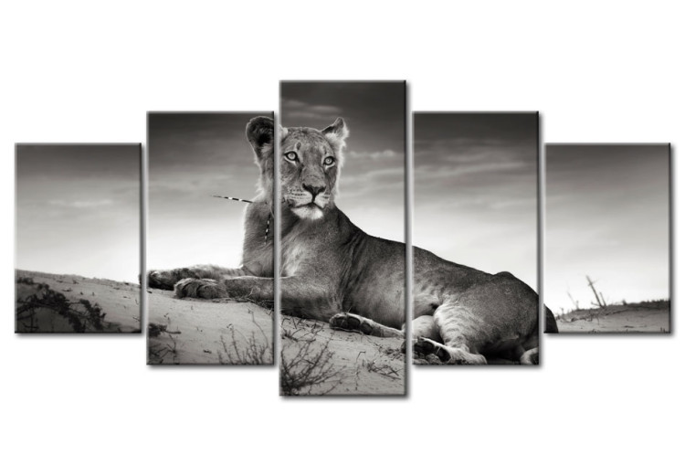 Canvas Art Print Lioness in a desert 58668