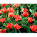 Photo Wallpaper Painted flowers 60468 additionalThumb 5