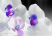 Canvas  Water Orchids 63968 additionalThumb 5